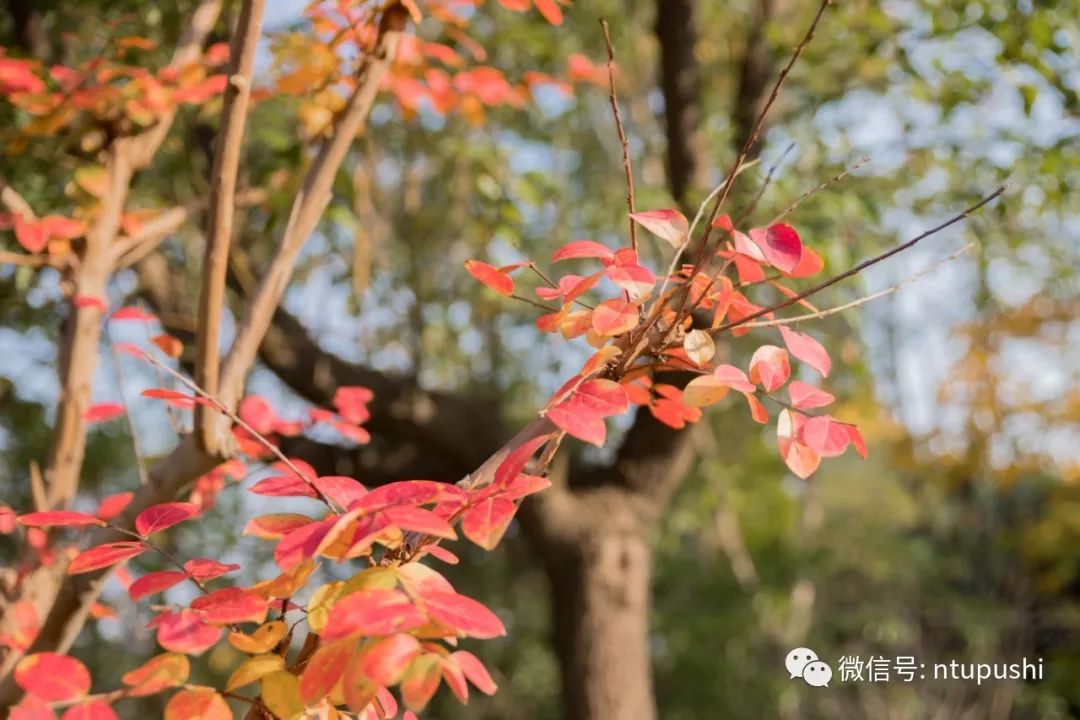 浮光掠影 | 落葉歸根,我歸你