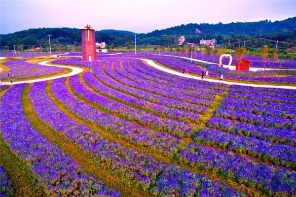 在美麗鄉村地帶形成