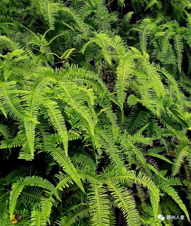 魯基,俗稱:鐵芒萁(一種蕨類植物),在上世紀90年代以前,由於遍佈山野又