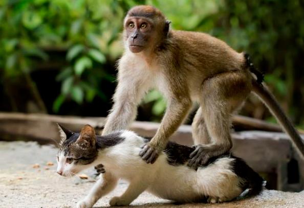 猴子竟然和小猫甜蜜的缠绕到一起,等人们走近后纷纷称赞好有爱!