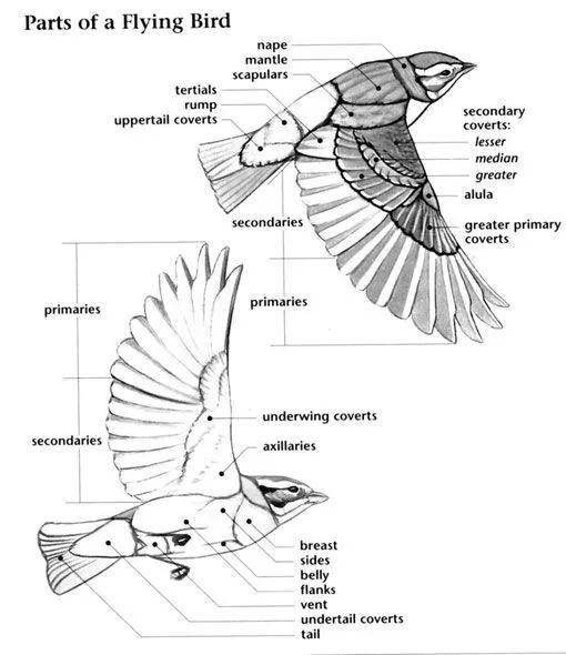 喜鹊羽毛结构图片