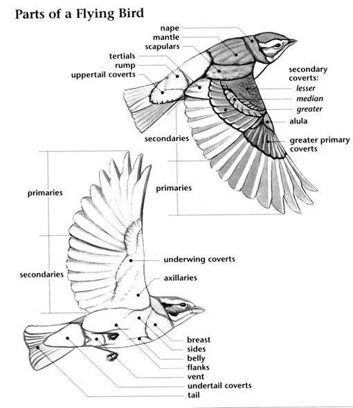鸟类翅膀结构图片