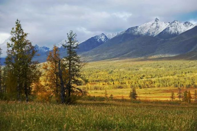 【他山之石】 俄罗斯:林业在经济转型中发展