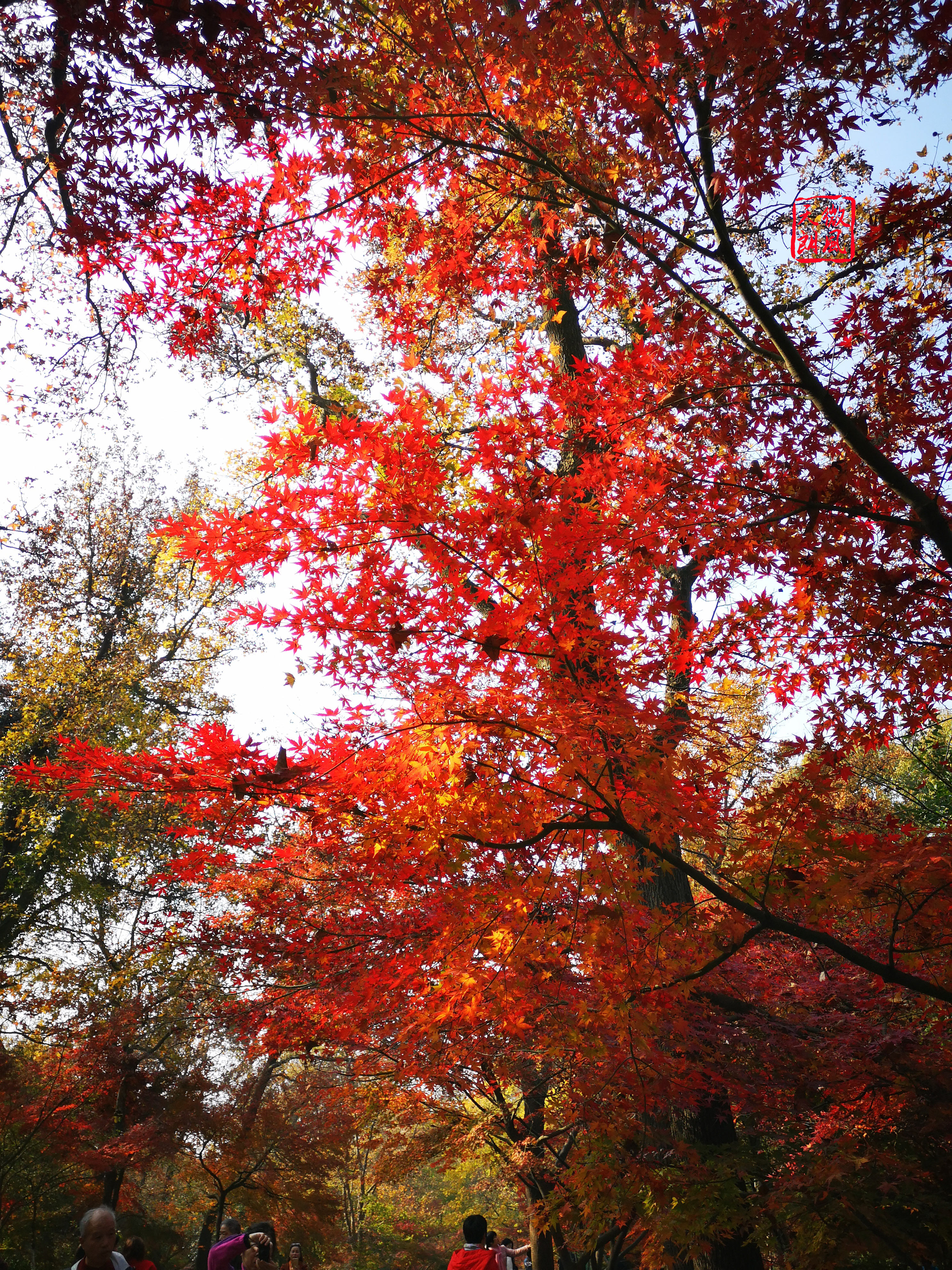 又是一年楓葉紅,棲霞山的紅葉新鮮出爐