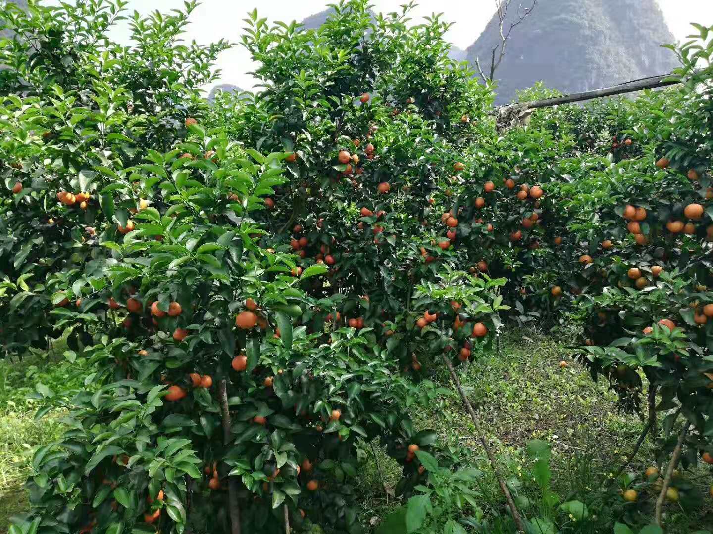 砂糖橘树种植环境图片