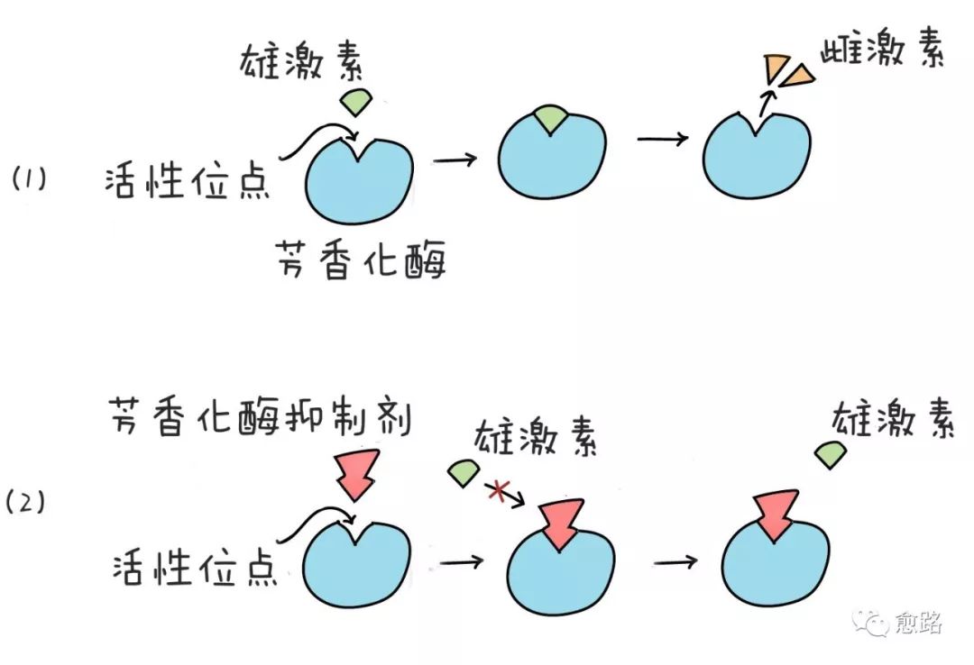 此时,芳香化酶抑制剂(aromatase inhibitors,ais)就闪亮登场了.