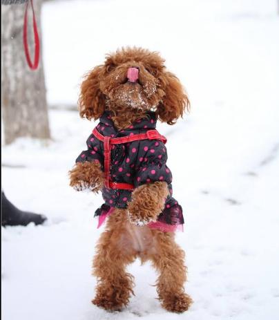最怕冷的5种狗冬天对它们来说是噩梦保暖要紧