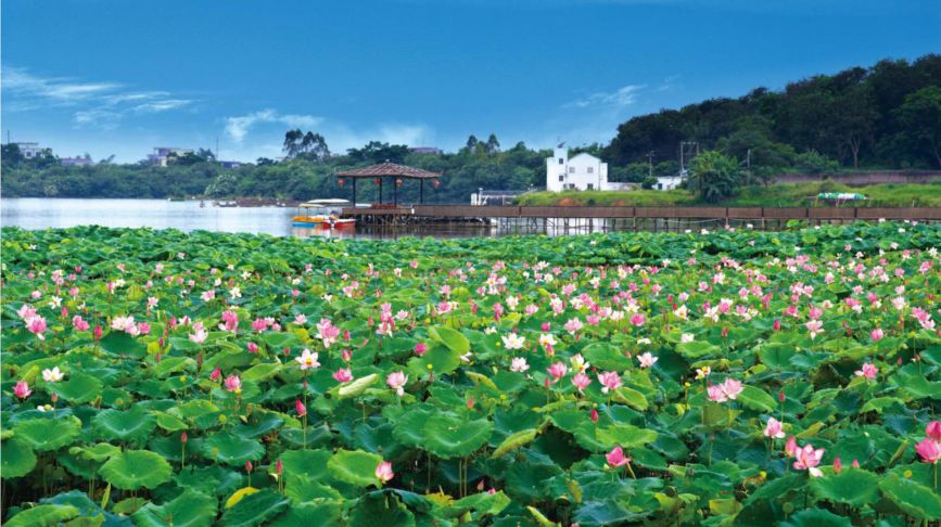 住東平鎮/陽東區d2:福興休閒娛樂生態園(國家aaa級旅遊景區,中國鄉村