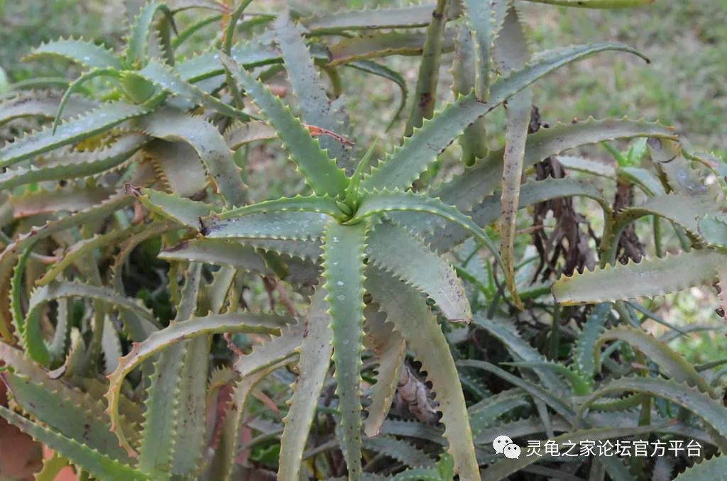 半水龜陸龜的飼養環境適宜的植物品種推薦單多圖