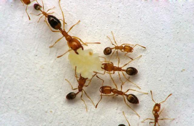 小黄家蚁蚁后图片图片