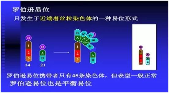 染色体易位图解图片