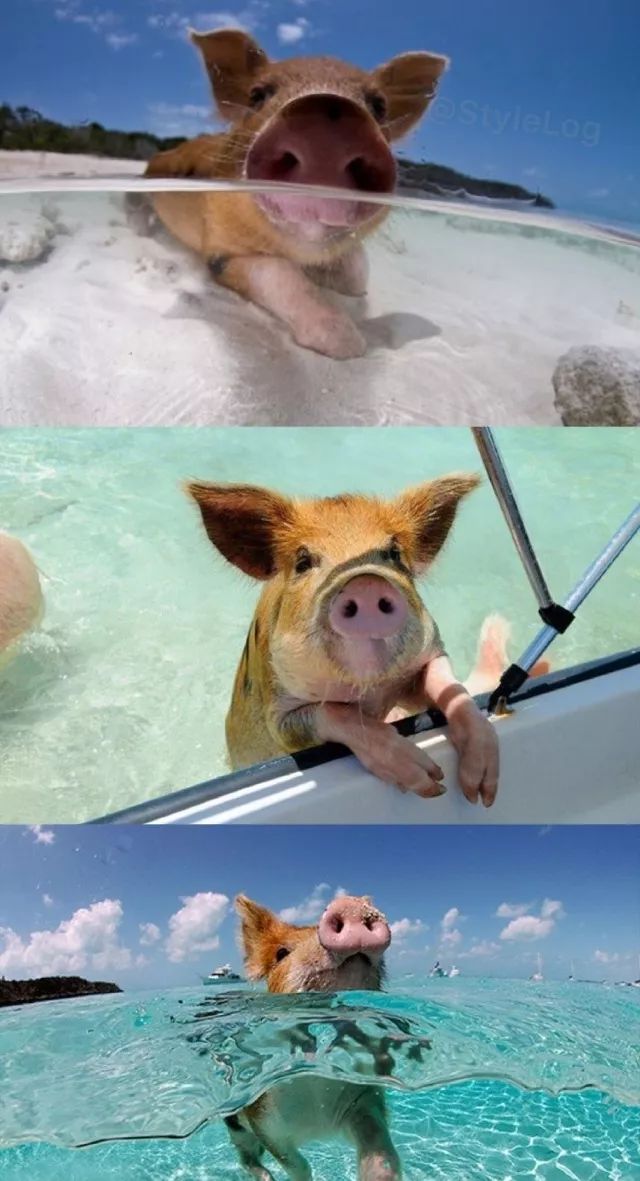 看海的照片 猪图片