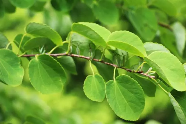 连香树刹那芳华满目红爱情之化身