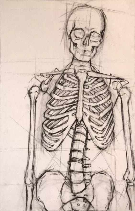 腰骨颈部骨骼盆骨石膏结构画素描头像为什么先从石膏开始?