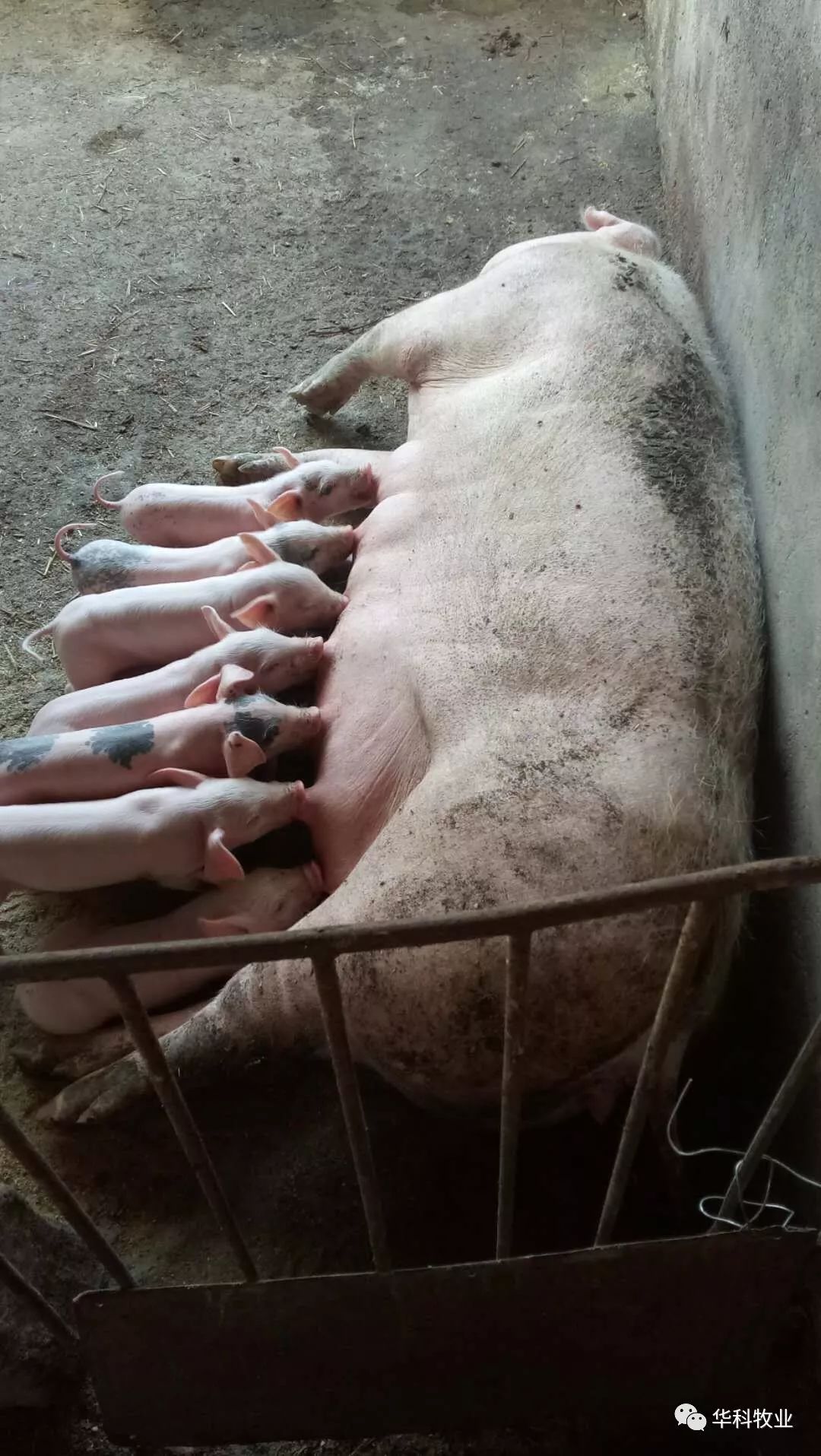 母猪怀孕95天发育图片图片