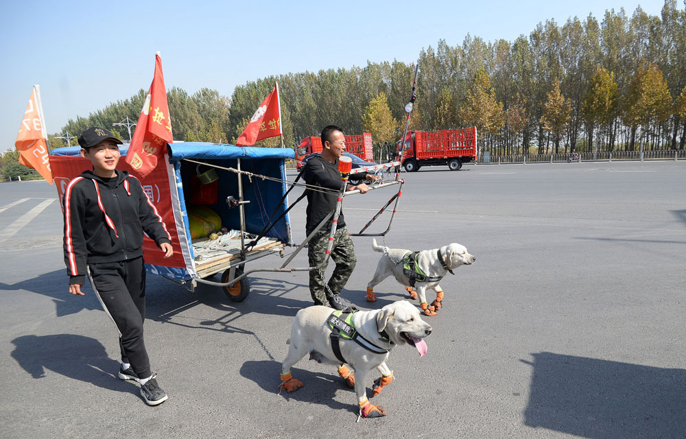 狗拉车徒步七千里去丽江,100天后从辽宁走到湖北