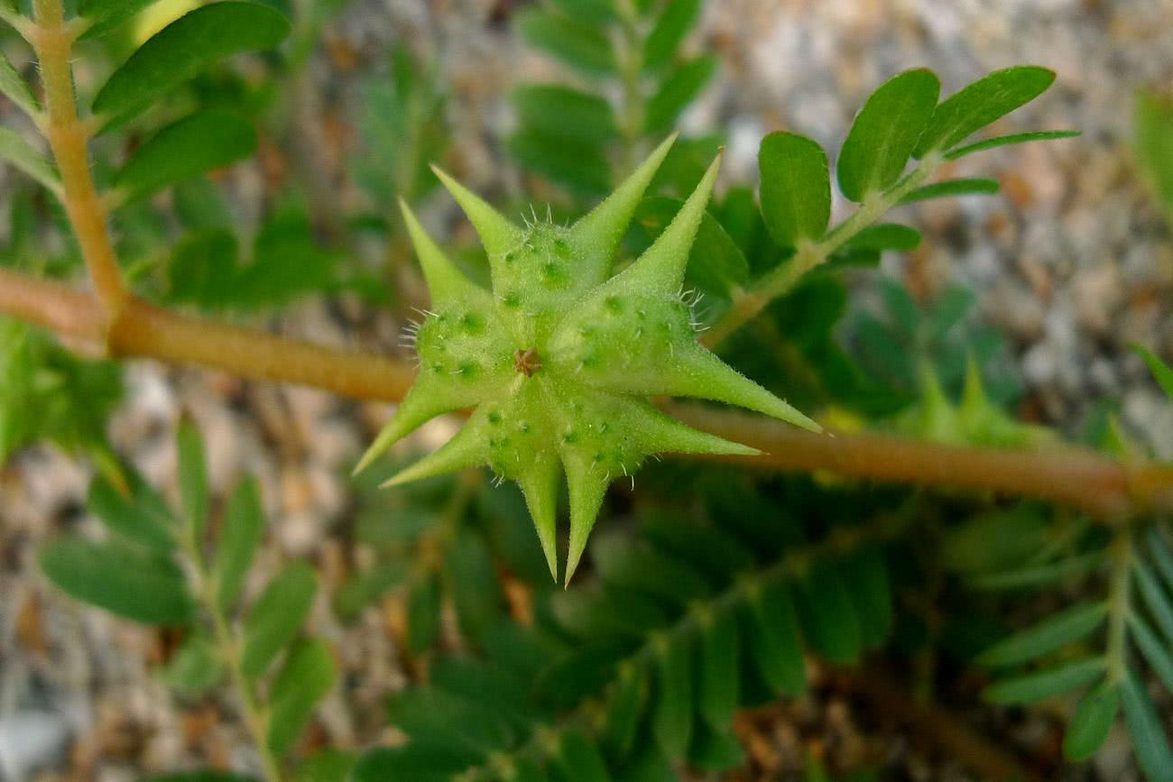 蒺藜狗子草图片