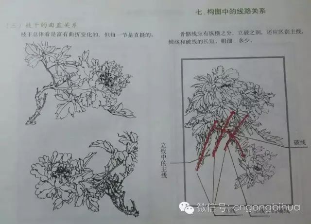 牡丹花解剖图图片