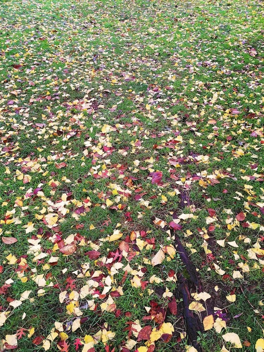 落英缤纷写在最后:哈佛的旅程对卫旭老师来说,虽然已经结束,却也还在