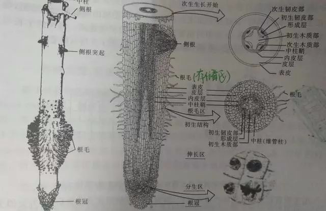 分生区,生长区,成熟区(根毛区)