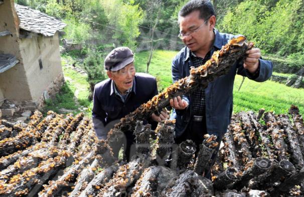 普通農民家鄉種植木耳,帶領村民走上了致富路