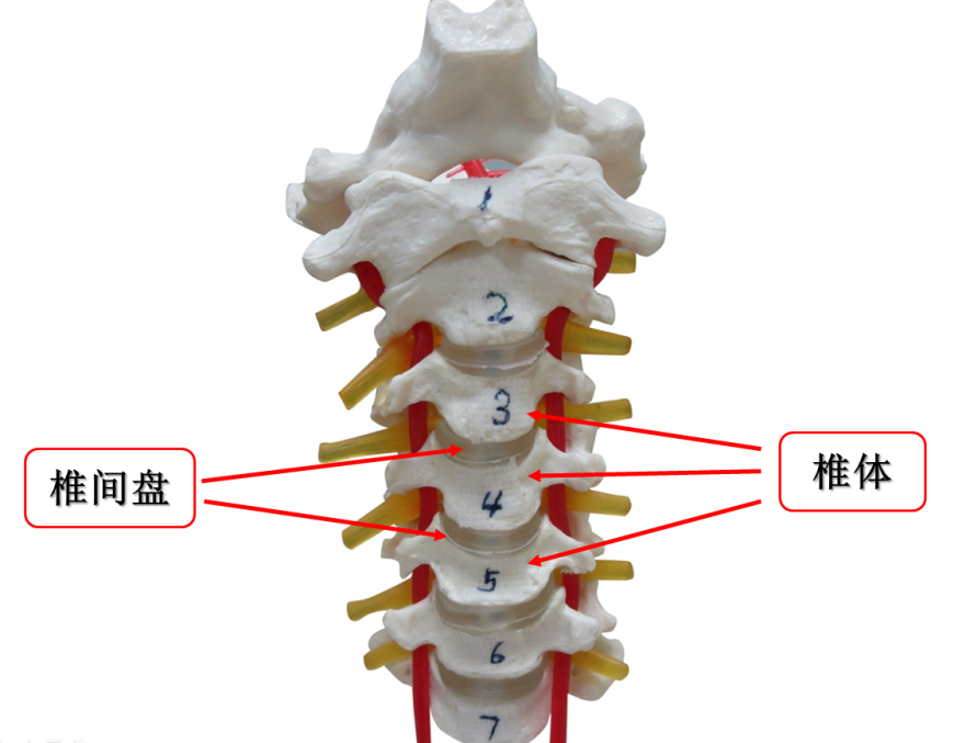 (颈椎的基本结构单元:椎体  椎间盘)