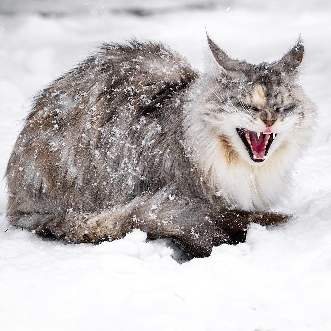 壁紙 冬の雪の猫は、目が離れている 1920x1200 HD 無料のデスクトップの背景, 画像