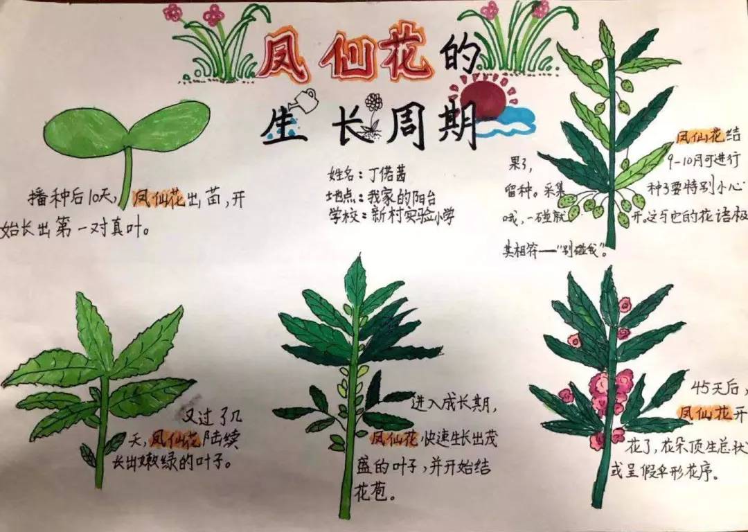 瞧,這是我們觀察植物生長,繪製的《自然筆記》哦!