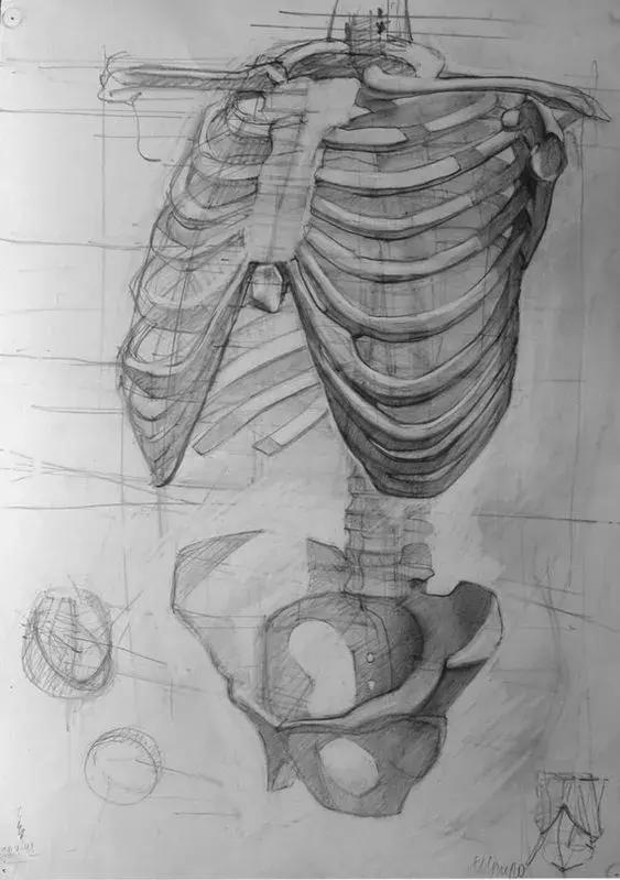 腰骨颈部骨骼盆骨石膏结构画素描头像为什么先从石膏开始?