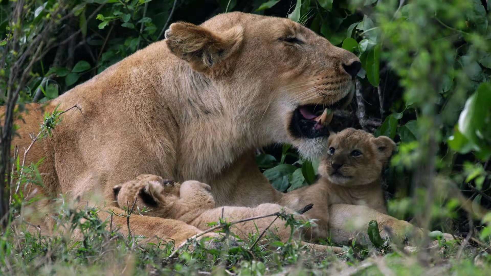 母狮叼着1个月大的小狮子认爸爸,雄狮见后眼神里的威风都消失了