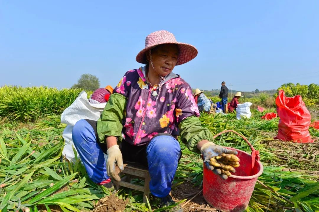 什么样的土适合种植生姜 什么样的土适合种植生姜种子