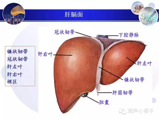 超声微课堂肝叶与肝段的超声图解