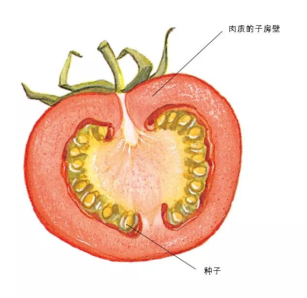 番茄果实结构图及名称图片