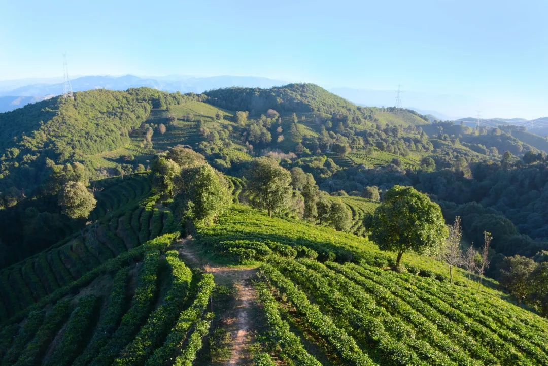 聽得到自己心跳的地方雲茶山莊