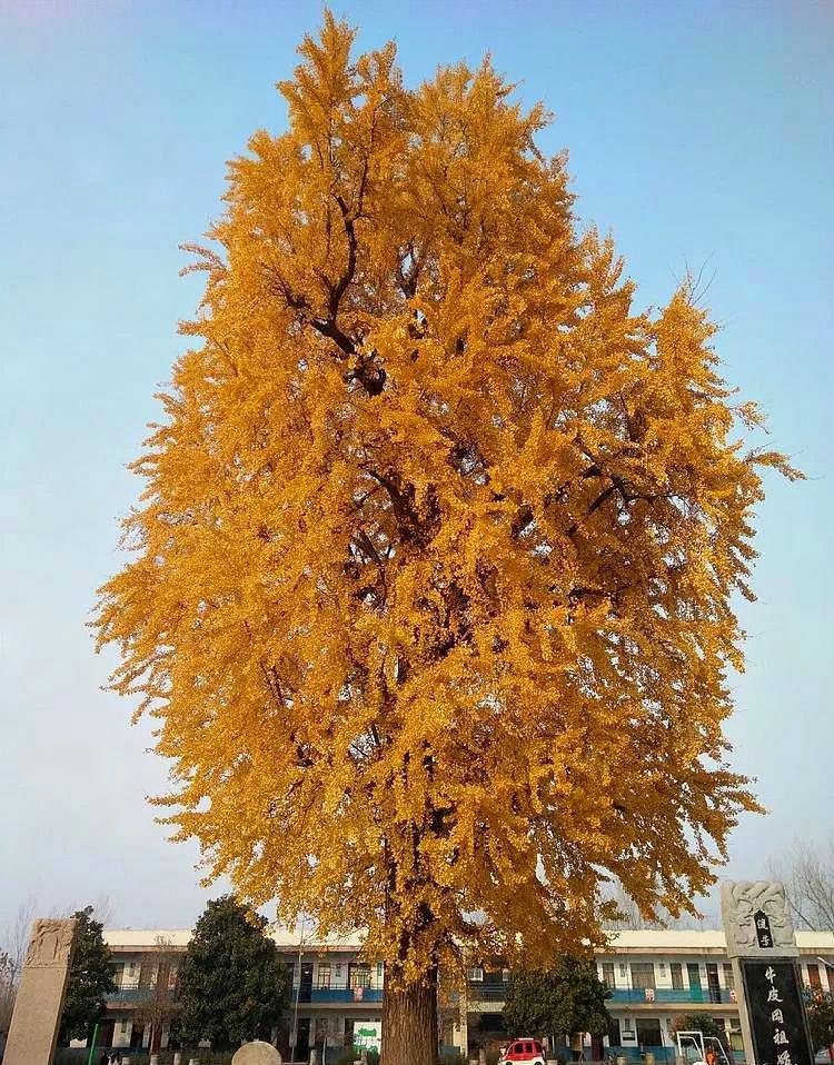 临颍杜曲这棵千年银杏树谁见过一树耀眼金黄被美哭
