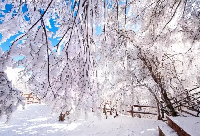 雪飞飞飞飞白雪压图片