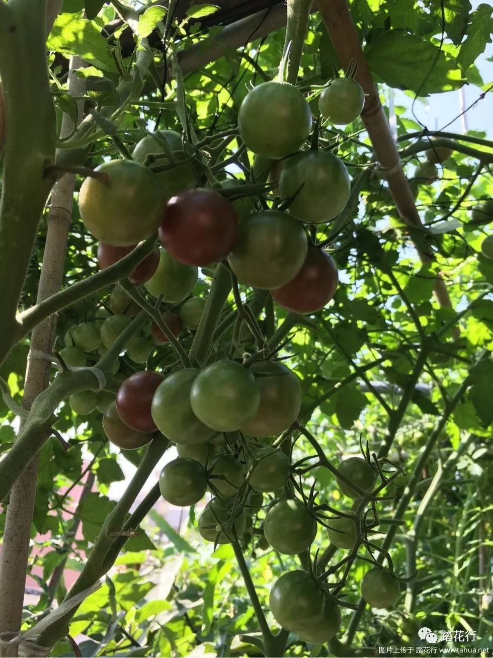 計仔樓頂菜園今年秋播的巧克力番茄又豐收了