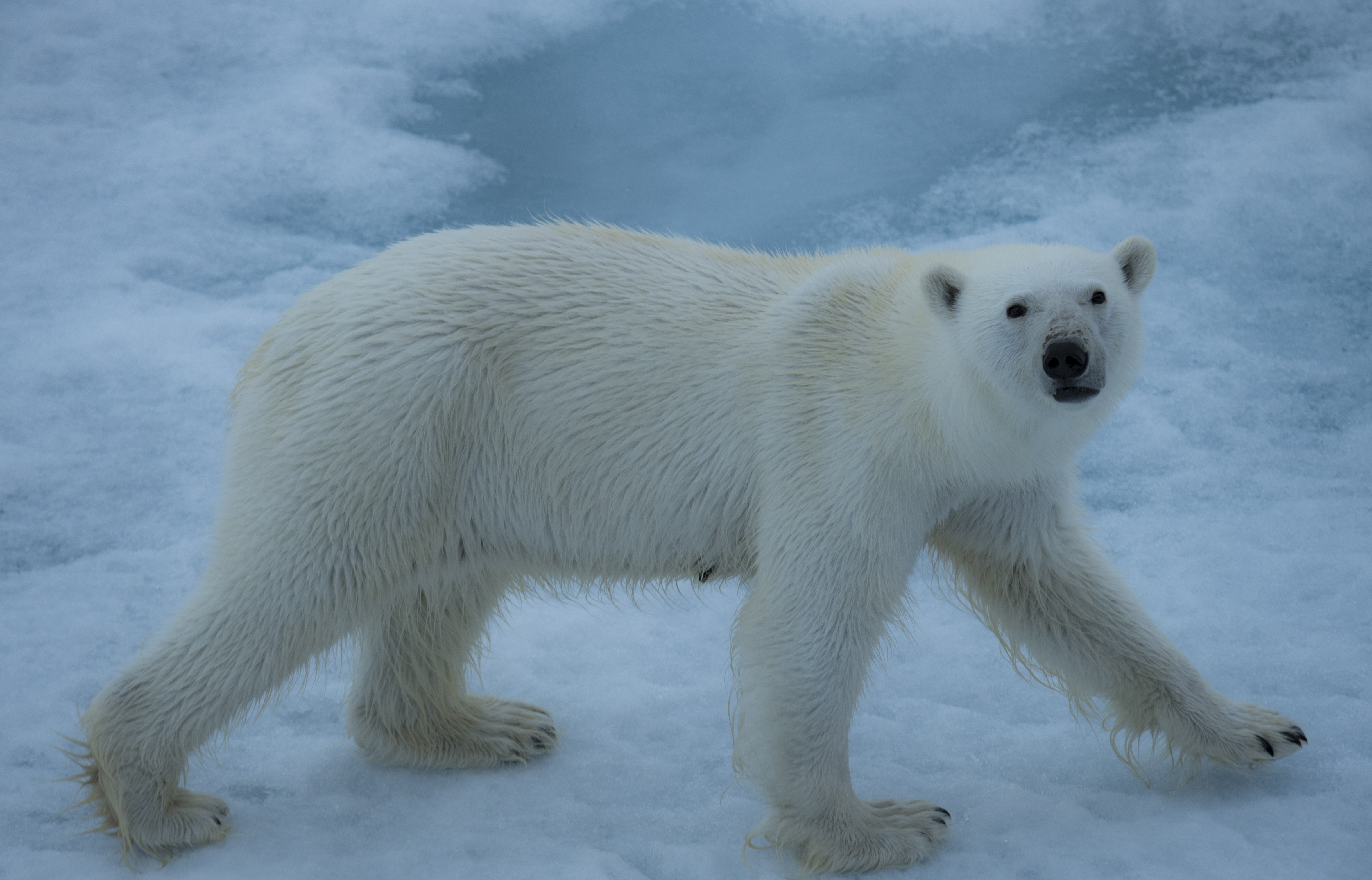 原创去北极看北极熊真实的情况不忍直视