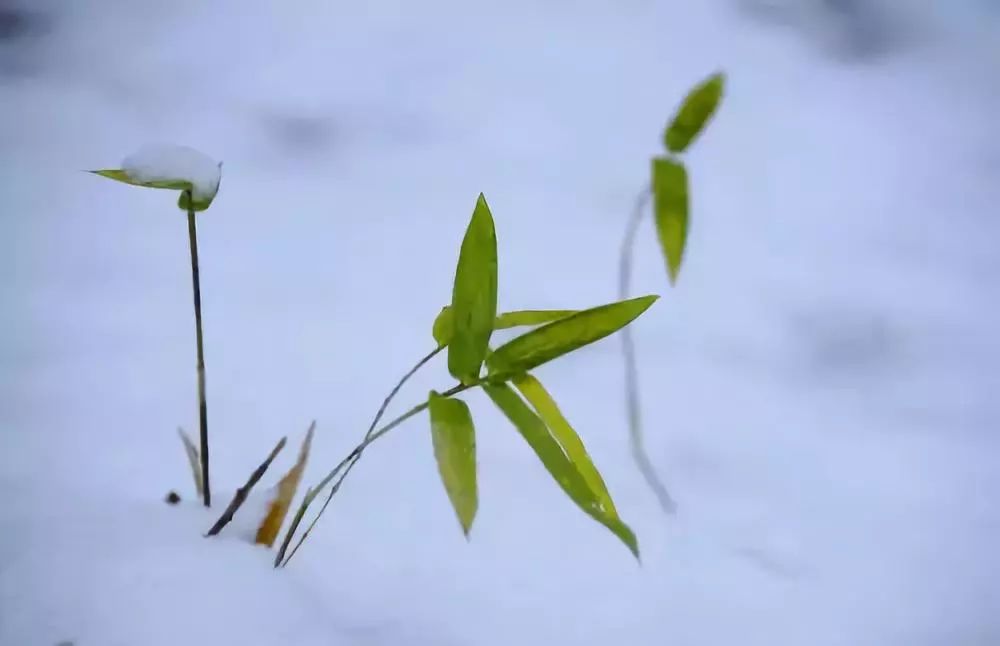 冬芽