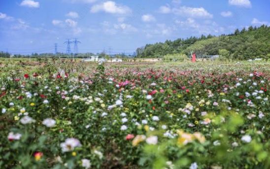 红杨镇珩琅山玫瑰谷荣获市级青少年户外体育活动营地称号