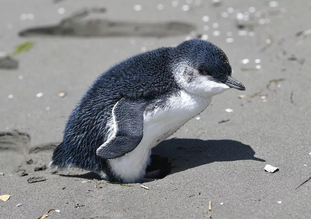 路人在沙滩偶遇世界上体型最小的蓝企鹅,茫然无助的样子让人心痛
