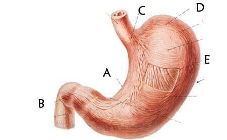 胃窦部图片图片