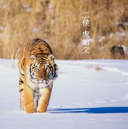 大雪之日,鹖鴠不鸣.一候大