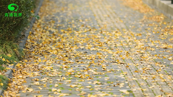 树叶掉落的动态图片图片