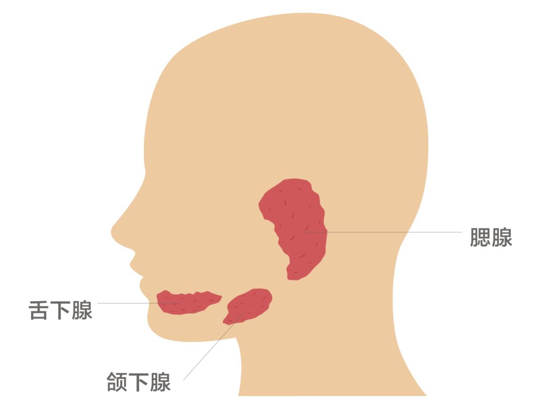 小涎腺位置图片