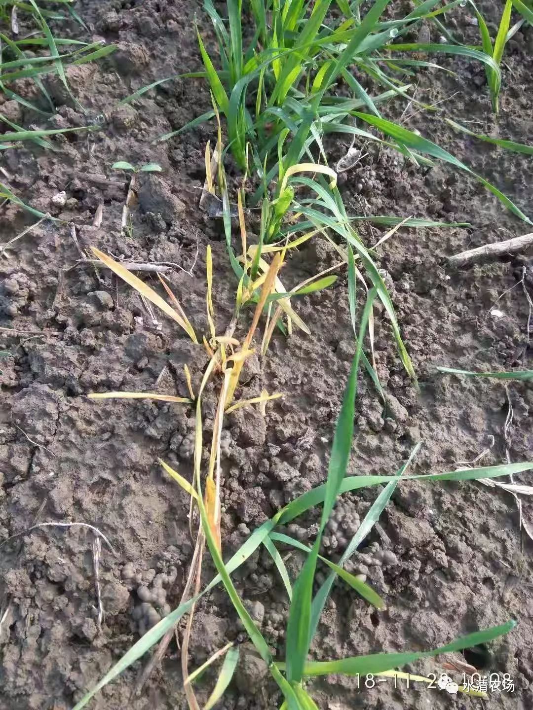 雨水多大面積麥苗發黃降溫將至暖尾施藥除草最危險