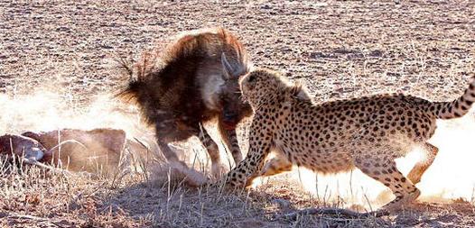 鬣狗在享用独食时,豹子来抢食,结果确是让人很惊讶啊!