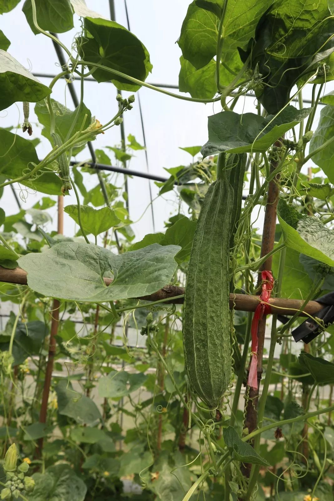 八稜絲瓜本地特色種質種植歷史悠久的野葡萄,疑為刺葡萄,木質藤本,常