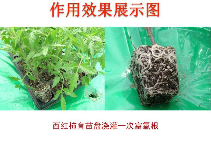 微生物菌剂 富氧根是如何养护植物根系 作物