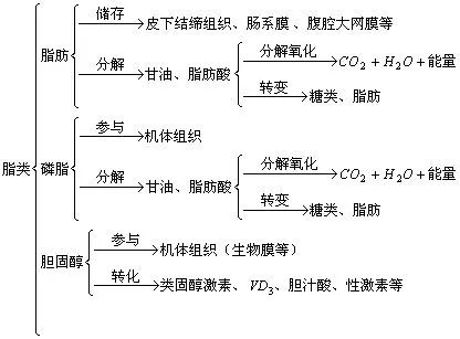 脂类代谢的思维导图图片